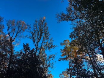 Low angle view of trees against blue sky