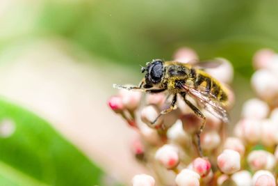 Close-up of honey bee on flower