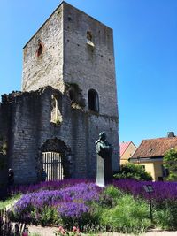 Low angle view of purple flowering plant against old building