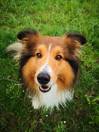 High angle portrait of dog on field