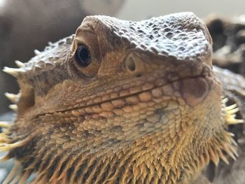 Close-up of lizard