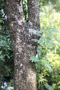 Close-up of tree trunk in forest