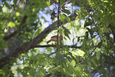 Low angle view of butterfly perching on tree