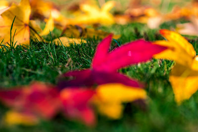 Close-up of red flower on field