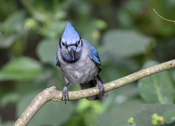 Close-up of bird perching on branch