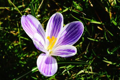 Close-up of purple crocus blooming outdoors