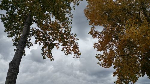 Low angle view of trees against sky