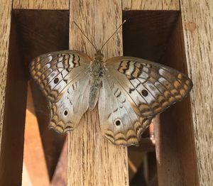 Close-up of butterfly on wooden post