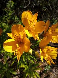 Close-up of yellow flowering plant on field