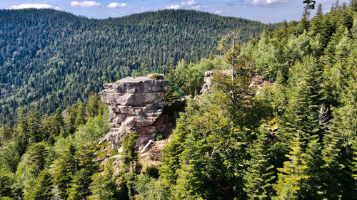 Scenic view of pine trees and mountains against sky