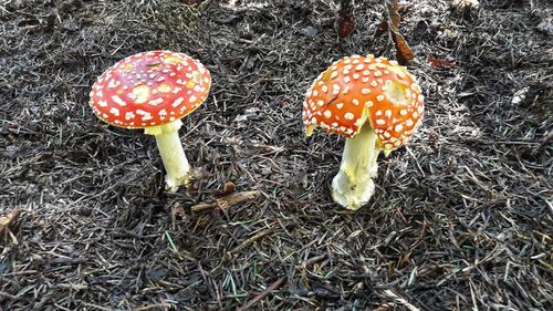 Close-up of fly agaric mushroom