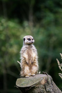 Meerkat on tree stump