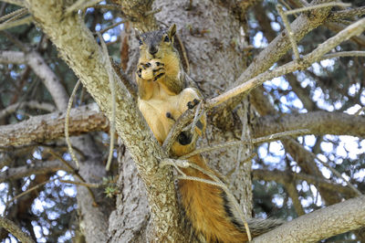 Lizard on tree