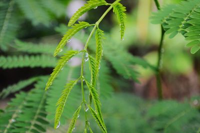 Close-up of fresh green plant