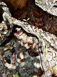 High angle view of dry leaves on tree trunk