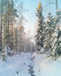 Snow covered trees against sky