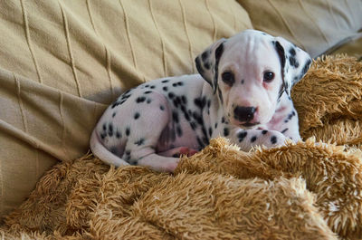 Portrait of dog resting