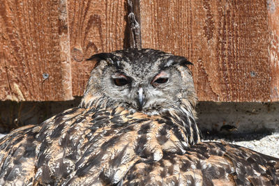 Close-up portrait of a owl