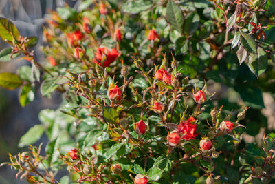 Close-up of red berries on plant