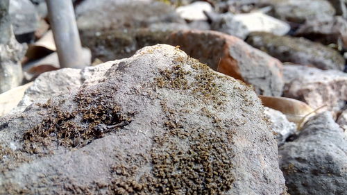 Close-up of stones on rock