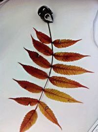 Close-up of red leaves