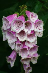 Close-up of pink flowers