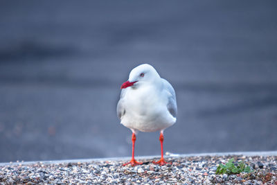 Close-up of seagull perching on land