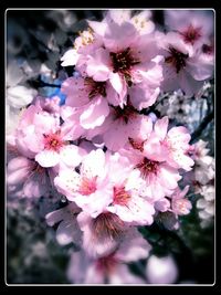 Close-up of pink flowers