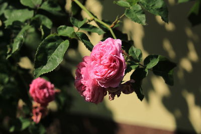 Close-up of pink rose