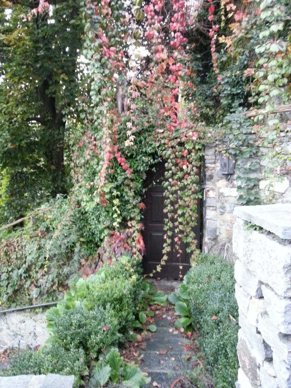 IVY GROWING ON BUILDING