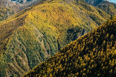 Scenic view of forest during autumn