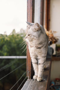 Close-up of cat sitting on railing
