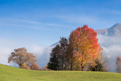 Trees on field against sky during autumn