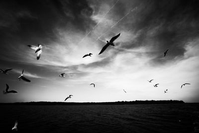 Flock of birds flying over white background