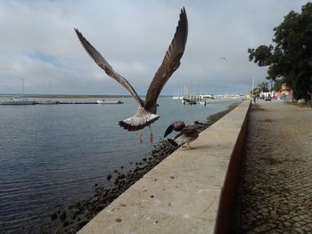 Seagulls flying over sea against sky