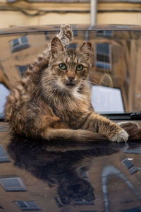 Close-up of cat sitting on street