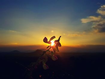 Close-up of yellow flowers against sky during sunset