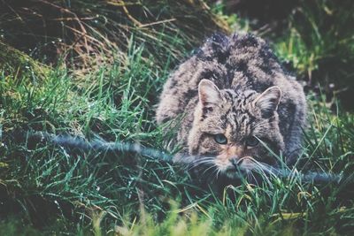 Portrait of cat lying on grass