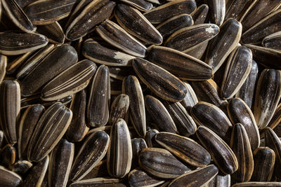 sunflower seed