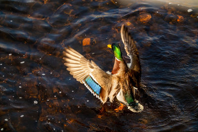 High angle view of bird flying over lake