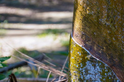 Close-up of lichen on tree trunk