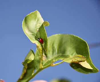 Close-up of ladybug on leaf