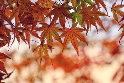 Low angle view of maple tree