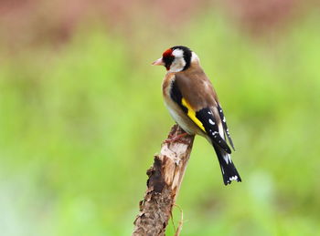 Close-up of bird perching on a branch