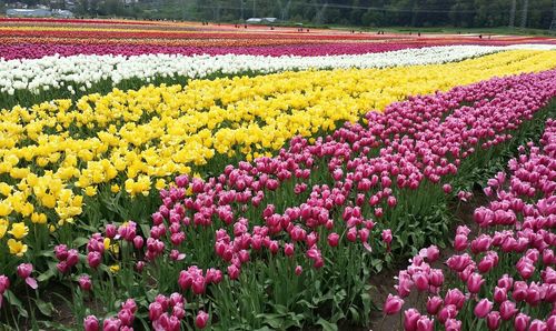 Colorful flowers blooming in field