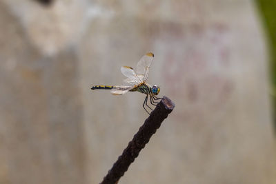 Close-up of dragonfly perching on wall