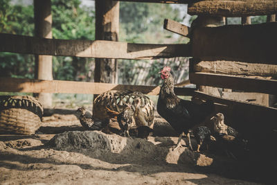 View of chicken on wood