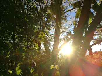 Low angle view of trees in forest