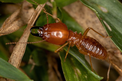 Close-up of insect on leaf