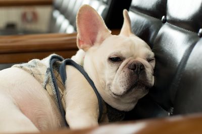 Close-up of french bulldog lying on sofa at home